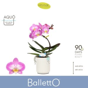 Phalaenopsis other Balletto Spinturn 1 spike in Molise White Aquo
(3 Plants/Order)(12cmP 45cmH)