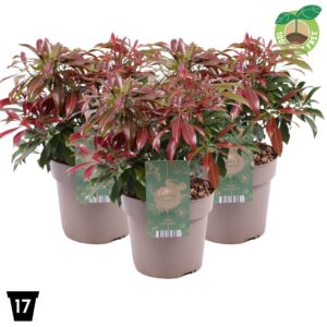 Pieris japonica Katsura
(1 Plants/Order)(17cmP 30cmH)
