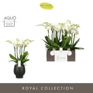 Phalaenopsis white more Ripsen Impresso Mathilde >4 spike in Abruzzo Black Aquo
(3 Plants/Order)(15cmP 60cmH)