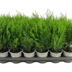 Chamaecyparis Grayswood lawsoniana Feather'
(18 Plants/Order)(9cmP 15cmH)