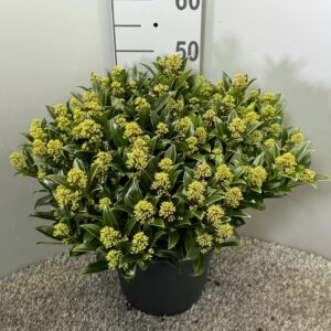 Skimmia japonica Godries Dwarf Marlot P.27
(1 Plants/Order)(27cmP 50cmH)
