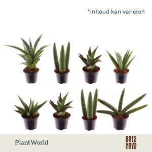 Sansevieria Cylindrica mix Sonora 7 cm
(16 Plants/Order)(7cmP 10cmH)