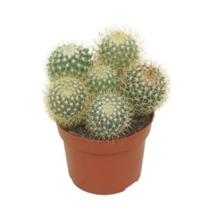 Mammillaria rhodantha subsp. rhodan pringlei 12 cm
(6 Plants/Order)(12cmP 15cmH)