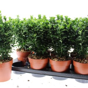 Euonymus japonicus Green Spire Japonica
(8 Plants/Order)(13cmP 30cmH)