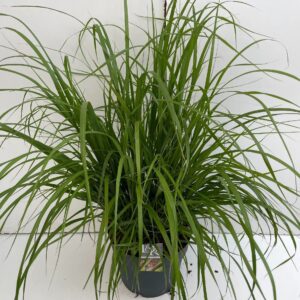 Pennisetum Viridescens'
(1 Plants/Order)(29cmP 90cmH)