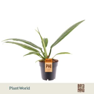 Philodendron Campii
(7 Plants/Order)(14cmP 35cmH)