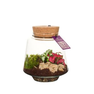 Indoor plants green Wardians Terrarium - Mercurius small + LED (rechargeable USB-C)
(6 Plants/Order)(12cmP 12cmH)