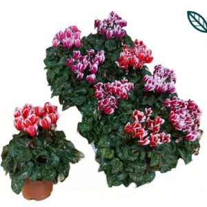 Cyclamen Metis Outstanding Fantasia Cyclamen-FANTASIA mix
(8 Plants/Order)(10.5cmP 20cmH)