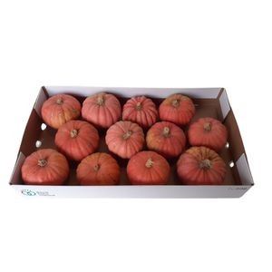 Cucurbita pepo miss pink sophie
(12 Plants/Order)(cmP cmH)