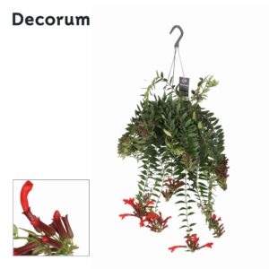 Aeschynanthus Caroline
(6 Plants/Order)(17cmP 35cmH)