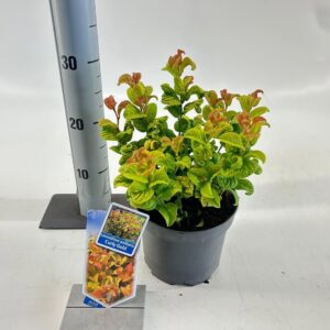 Leucothoe axillaris Curly Gold PBR
(1 Plants/Order)(17cmP 25cmH)