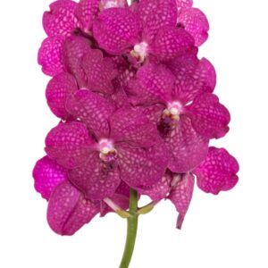 Vanda Sumathi Magic Fuchsia Vanda Sumathi Magic Fuchsia
(16 Plants/Order)(cmP 25cmH)
