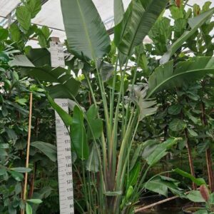 Strelitzia nicolai bush XXL
(1 Plants/Order)(60cmP 475cmH)