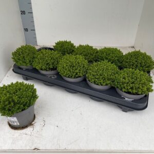 Hebe Emerald """Green Globe"""
(10 Plants/Order)(11cmP 15cmH)