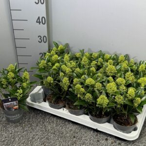 Skimmia japonica Godries Dwarf Marlot
(15 Plants/Order)(10.5cmP 25cmH)