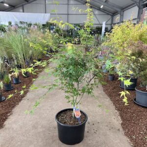 Acer palmatum Katsura
(1 Plants/Order)(40cmP 120cmH)
