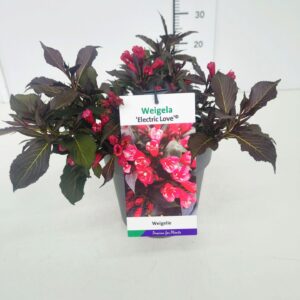 Weigela florida Electric Love' C5
(1 Plants/Order)(19cmP 45cmH)
