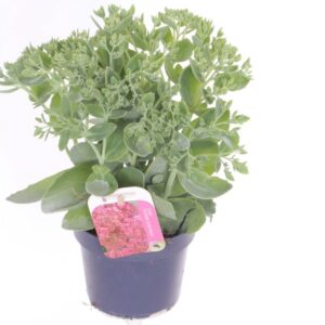 Sedum Herbstfreude
(8 Plants/Order)(13cmP 35cmH)