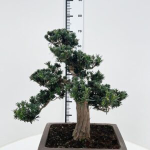 Bonsai Podocarpus macrophyllus, Pot 43cm. shape.
(1 Plants/Order)(43cmP 75cmH)