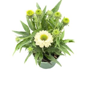 Echinacea White Meditation SunSeekers Perfection'
(1 Plants/Order)(17cmP 45cmH)