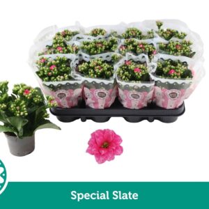 Kalanchoe blossfeldiana Special Slate
(12 Plants/Order)(9cmP 19cmH)