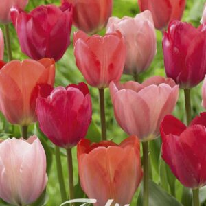 Droge Bulbs Tulipa Garden Flower Parade x10 12/+
(10 Plants/Order)(20cmP 45cmH)