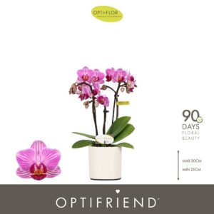 Phalaenopsis Multifloratypes other Optifriend Lotte 3 spike in Piemonte White
(6 Plants/Order)(7cmP 25cmH)