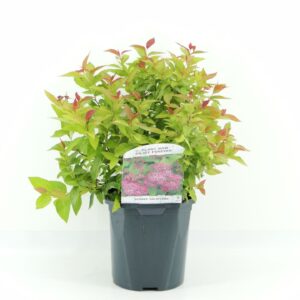 Spiraea bumalda Goldflame jap.
(6 Plants/Order)(17cmP 30cmH)