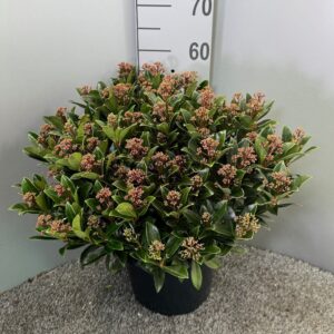 Skimmia Japonica Antarctica'
(1 Plants/Order)(31cmP 65cmH)