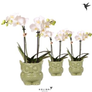 Phalaenopsis Multiflora white 2 spike in Owl Pot green
(6 Plants/Order)(9cmP 40cmH)