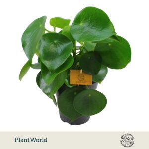 Peperomia Raindrop Polybotrya 15cm
(6 Plants/Order)(15cmP 25cmH)