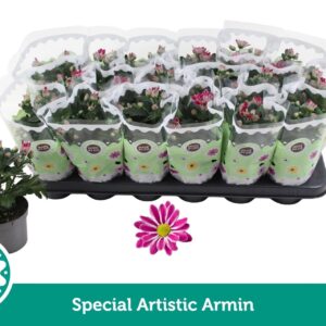 Chrysanthemum Artistic Armin
(18 Plants/Order)(9cmP 22cmH)