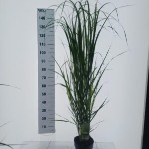 Panicum virgatum Northwind'
(1 Plants/Order)(19cmP 140cmH)
