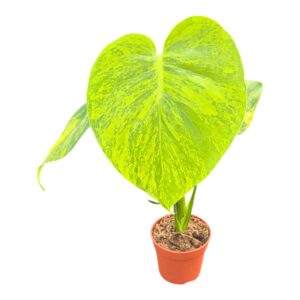 Monstera Deliciosa Aurea Variegata
(2 Plants/Order)(7cmP 15cmH)