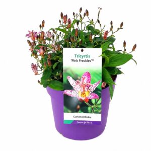 Tricyrtis formosana Pink Freckles' C3
(1 Plants/Order)(19cmP 40cmH)