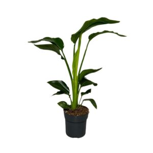 Strelitzia nicolai
(6 Plants/Order)(17cmP 65cmH)