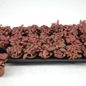 Fittonia Red Star 8,5 CM
(21 Plants/Order)(8.5cmP 12cmH)