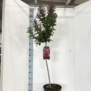 Lagerstroemia indica Berry Dazzle stam 80 cm
(1 Plants/Order)(29cmP 160cmH)
