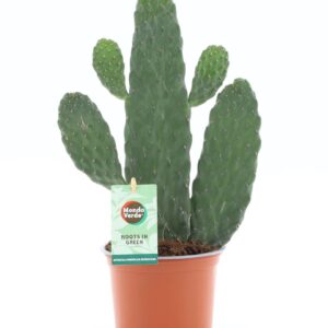 Opuntia rubescens Consolea
(6 Plants/Order)(12cmP 35cmH)