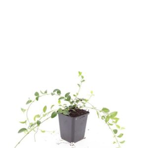 Vinca Alba Vinca minor 'Alba'
(12 Plants/Order)(9cmP 15cmH)