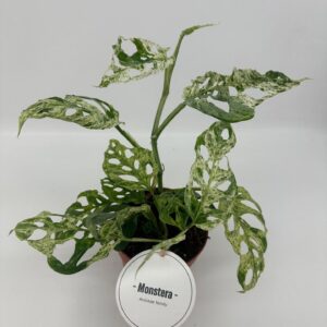 Monstera Frozen Freckles
(8 Plants/Order)(12cmP 25cmH)