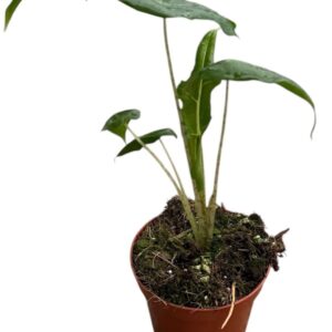 Alocasia Alocasia Portei Zebra
(14 Plants/Order)(8cmP 12cmH)