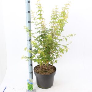 Acer palmatum Bi-Hoo'
(1 Plants/Order)(29cmP 100cmH)
