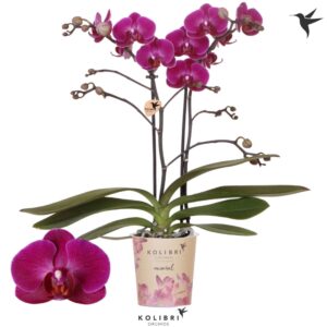 Phalaenopsis Multifloratypes other Morelia 2 spike
(12 Plants/Order)(9cmP 40cmH)