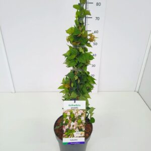 Kolkwitzia amabilis 60-80C5
(1 Plants/Order)(23cmP 80cmH)