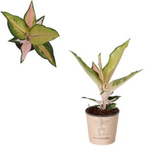 Aglaonema other Aglaonema `China Pink`
(4 Plants/Order)(12cmP 30cmH)