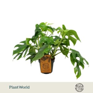 Monstera Minima 12cm
(6 Plants/Order)(12cmP 30cmH)