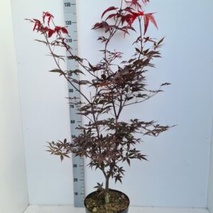 Acer palmatum Red Emperor
(1 Plants/Order)(26cmP 90cmH)