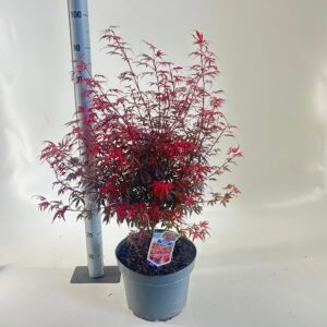 Acer palmatum Shaina
(1 Plants/Order)(29cmP 80cmH)