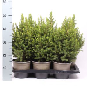 Picea glauca Conica
(1 Plants/Order)(17cmP 50cmH)